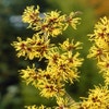 Zaubernuss (Hamamelis mollis)