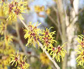 Zaubernuss (Hamamelis mollis 'Pallida')