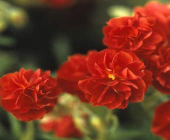 Sonnenröschen (Helianthemum 'Amabile Plenum')