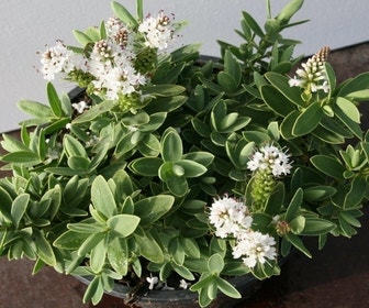 Hebe (Hebe Albicans)