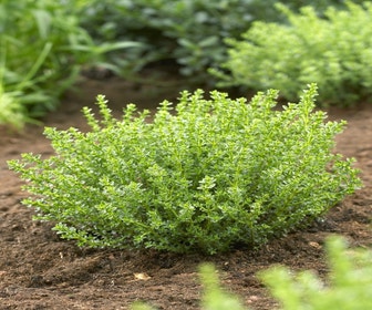 Hebe (Hebe 'Golden Esk')