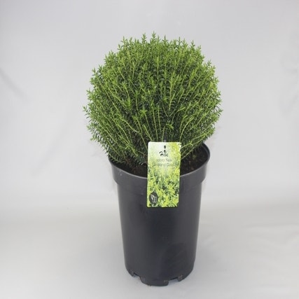 Hebe odora 'New Zealand Gold' C5
