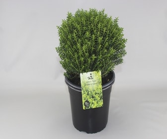 Hebe (Hebe odora 'New Zealand Gold')