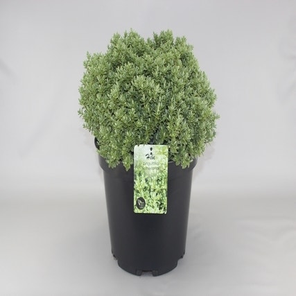 Hebe (Hebe pinguifolia 'Sutherlandii') C10