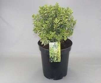 Hebe (Hebe 'Pinocchio')