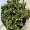 Hebe (Hebe albicans 'Red Edge')