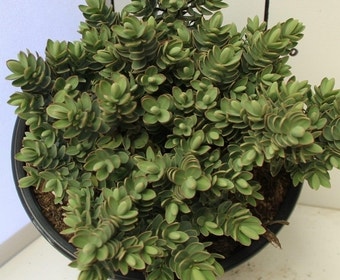 Hebe (Hebe albicans 'Red Edge')