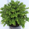 Hebe (Hebe 'Wiri Mist')