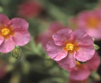 Sonnenröschen (Helianthemum 'Ben Hope')