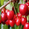 Leikirsche (Prunus avium 'Hedelfinger Riesenkirsche')