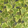 Efeu (Hedera helix 'Goldchild')