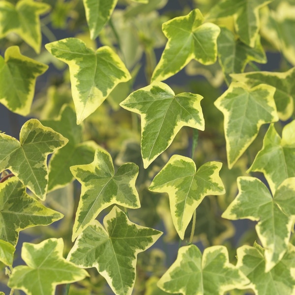 Klimop (Hedera helix 'Goldchild')
