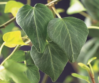 Efeu (Hedera helix 'Natasja')