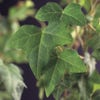Kleinblättrige Efeu (Hedera helix)