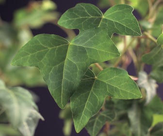 Kleinblättrige Efeu (Hedera helix)