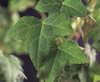 Kleinblättrige Efeu (Hedera helix)
