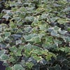 Efeu (Hedera helix 'Glacier')