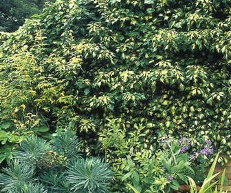Efeu (Hedera helix 'Goldheart')