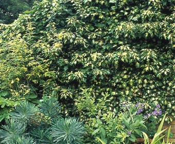 Efeu (Hedera helix 'Goldheart')