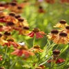 Sonnenbraut (Helenium 'Moerheim Beauty')