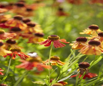 Sonnenbraut (Helenium 'Moerheim Beauty')