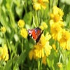 Sonnenblume (Helenium autumnale 'Pumilum Magnificum')