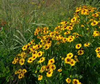 Sonnenblume (Helenium 'Goldrausch')