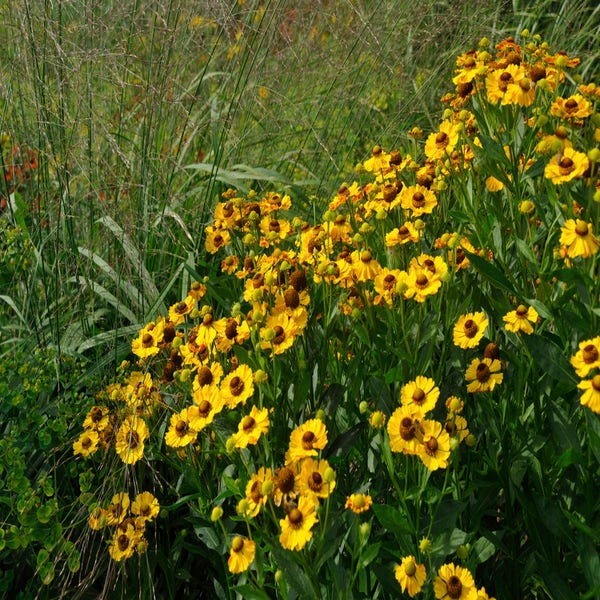 Sonnenblume (Helenium 'Goldrausch')