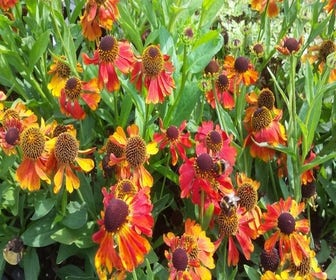 Sonnenblume (Helenium 'Mardi Gras')