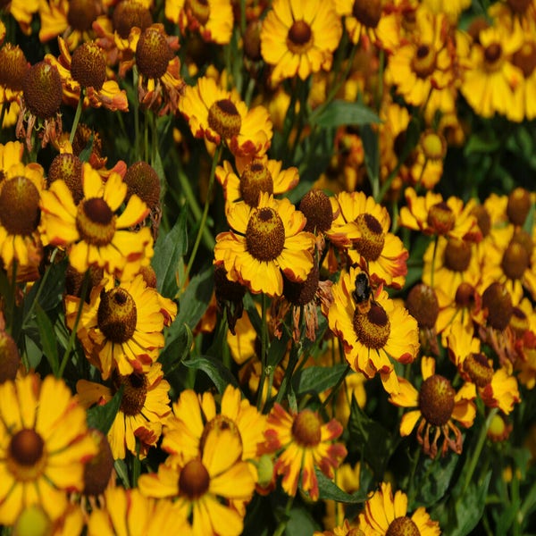 Sonnenhut (Helenium 'Rauchtopas')