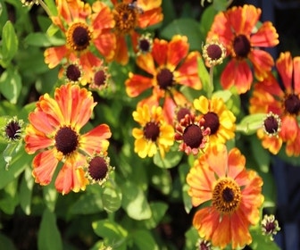 Sonnenhut (Helenium 'Sahin's Early Flowerer') BIO
