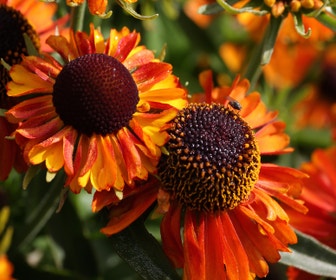 Sonnenhut (Helenium 'Short 'n Sassy')