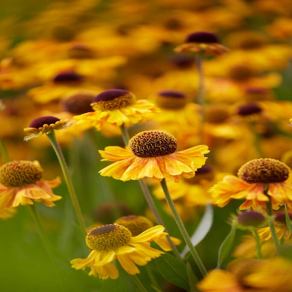 Sonnenhut (Helenium 'Wyndley')