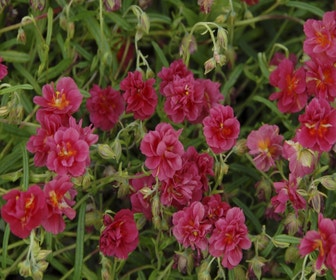 Sonnenröschen (Helianthemum 'Cerise Queen')