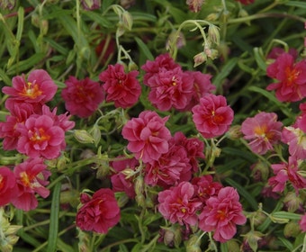 Sonnenröschen (Helianthemum 'Cerise Queen')