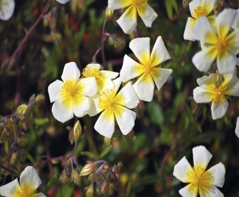Sonnenröschen (Helianthemum 'Elfenbeinglanz')