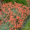 Sonnenröschen (Helianthemum 'Fire Dragon')