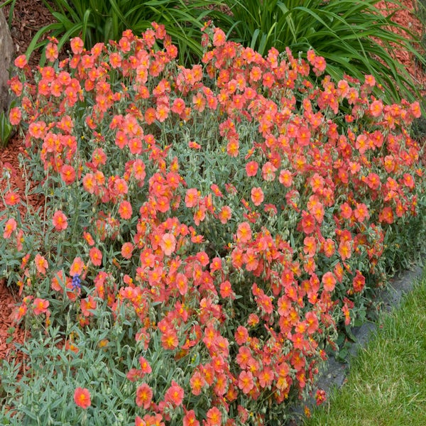 Sonnenröschen (Helianthemum 'Fire Dragon')