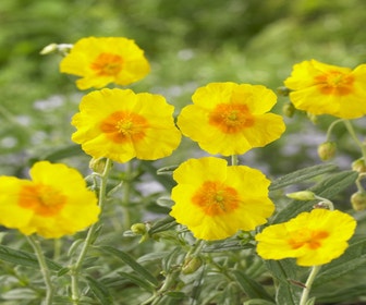 Sonnenröschen (Helianthemum 'Golden Queen')