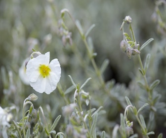 Sonnenröschen (Helianthemum 'The Bride')