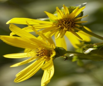 Sonnenblume (Helianthus salicifolius)