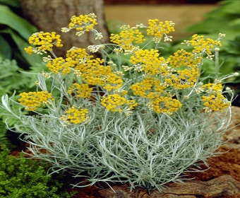 Currypflanze (Helichrysum italicum)