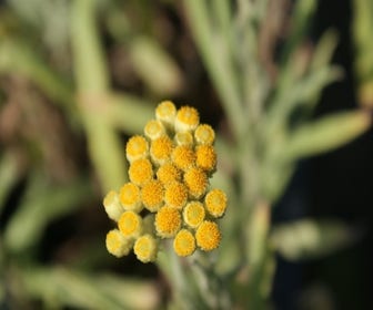 Stroblblume (Helichrysum 'Schwefellicht')