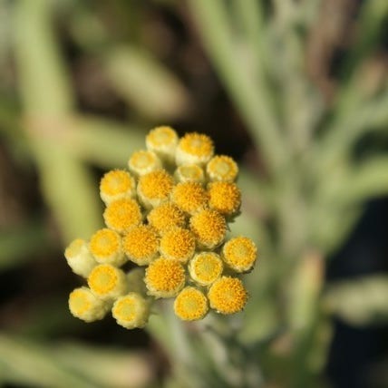 Stroblblume (Helichrysum 'Schwefellicht')