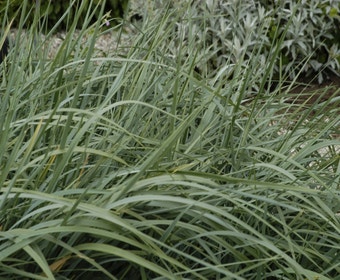 Zierhafer (Helictotrichon sempervirens)