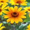Sonnenauge (Heliopsis helianthoides 'Summer Nights')