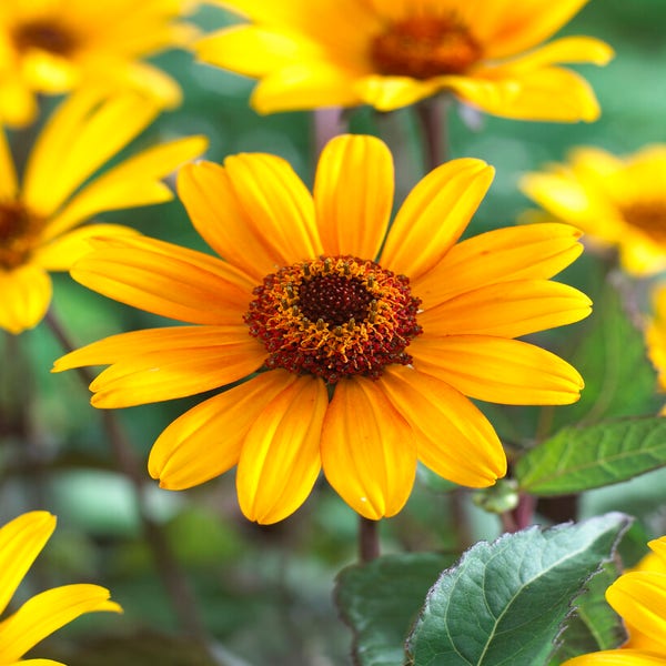 Sonnenauge (Heliopsis helianthoides 'Summer Nights')