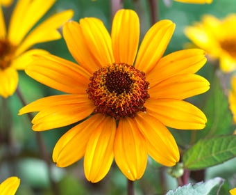 Sonnenauge (Heliopsis helianthoides 'Summer Nights')