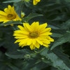 Sonnenauge (Heliopsis helianthoides 'Summer Sun')
