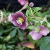 Nieswurz (Helleborus orientalis 'Pretty Ellen Spotted') BIO